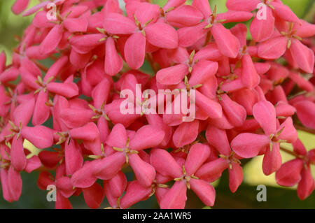 Beautiful red flowers, Ixora coccinea, Pune, Maharashtra, India Stock Photo