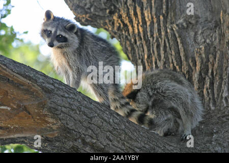 Waschbär im Abendlicht auf einer alten Eiche / Raccoon in the evening light sitting on a old oak tree Stock Photo
