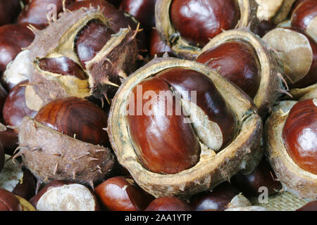 Früchte der Roßkastanie (Aesculus hippocastanum)  / Fruits of the chestnut tree (Aesculus hippocastanum) Stock Photo