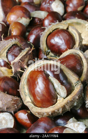 Früchte der Roßkastanie (Aesculus hippocastanum)  / Fruits of the chestnut tree (Aesculus hippocastanum) Stock Photo