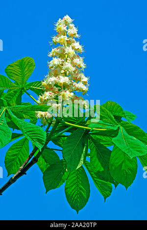 Bluehende Kastanie Stock Photo