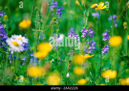 Bunte Blumenwiese Stock Photo