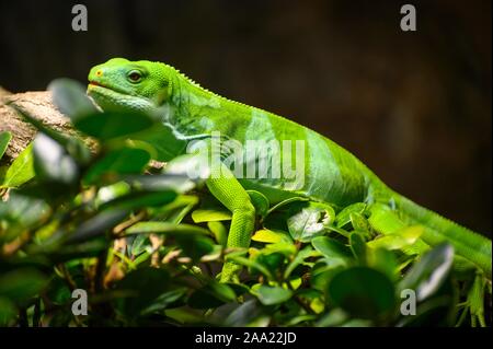 a male fiji banded iguana on a branch Stock Photo