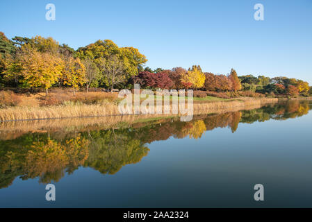 Fall leaves. Fall scenery. Lake. Seoul Olympic Park in South Korea Stock Photo