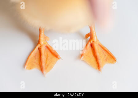Close-up of Duckling's webbed foot, 1 week old, in front of white background.