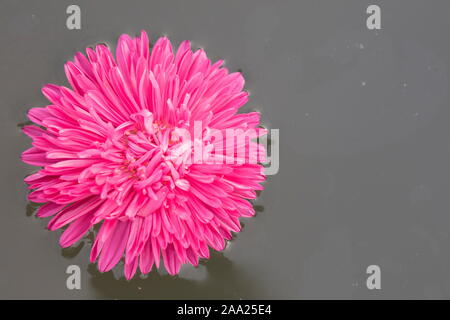 Pink flower in the water. Astra on a gray background close-up Stock Photo