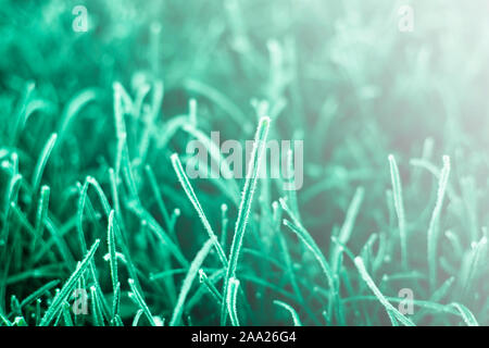 First frosts on green mint grass with beautifully falling light from the sun, late autumn. Natural background. Top view, close up. Stock Photo