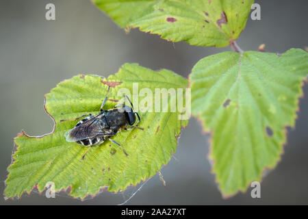 Dipterous. Fly species photographed in their natural environment. Stock Photo