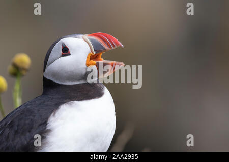 Papageitaucher, Papageientaucher, rufend, schreiend, Papagei-Taucher, Fratercula arctica, Atlantic puffin, puffin, common puffin, Le Macareux moine, V Stock Photo