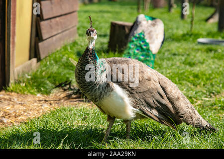 two peacocks on the grassy paddock Stock Photo