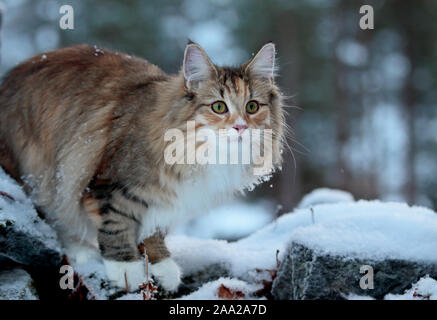 A norwegian forest cat female standing on a snowy stone in winter time Stock Photo
