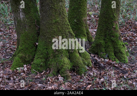 Moss-covered tree roots and fallen leaves covering the ground around the tree. Tree roots in the autumn forest. Stock Photo