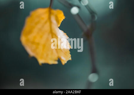 Gold leaf on the branch in blurred turquoise background. Stock Photo