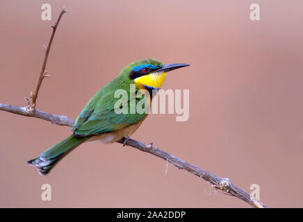 Little Beeater (Merops pusillus) from Samburu National Reserve, Kenya. Stock Photo