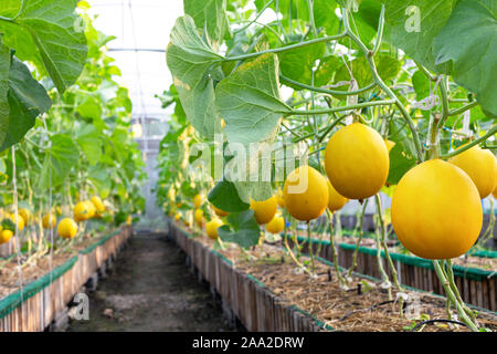 fresh organic yellow cantaloupe melon or golden melon ready to harvesting in the greenhouse at the melon farm. agriculture and fruit farm concept Stock Photo