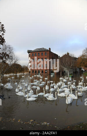 Swans on the flooded river Severn in Worcester city centre, Worcestershire, England, UK. Stock Photo