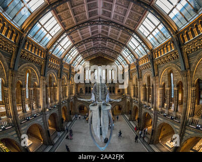 Wide angle view of the 25-metre female blue whale skeleton named 'Hope' in the Hintze Hall of the Natural History Museum, London, UK Stock Photo