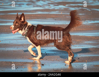 Border Collie on the Beach. Stock Photo