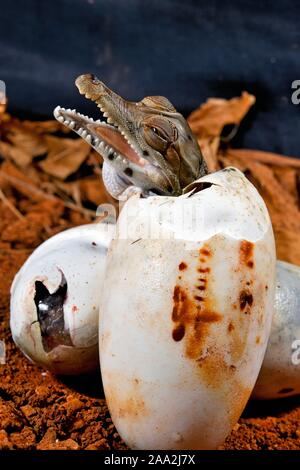 West African slender-snouted crocodile (Mecistops cataphractus) hatching out of the egg, captive, West Africa Stock Photo