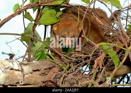 https://l450v.alamy.com/450v/2aa2j97/bosmans-potto-perodicticus-potto-climbing-in-a-tree-togo-2aa2j97.jpg