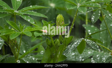 Lupine buds and leaves with raindrops Stock Photo