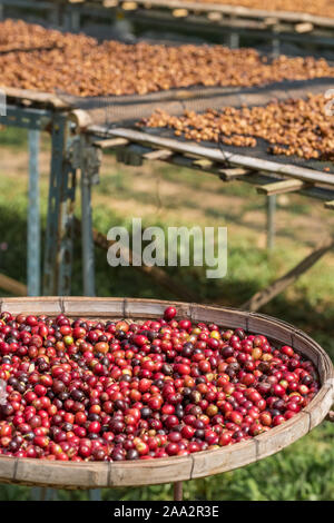 Close up of red berries coffee beans in basket Stock Photo