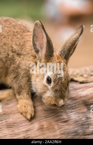 Cute bunny rabbit outdoor portrait  Stock Photo