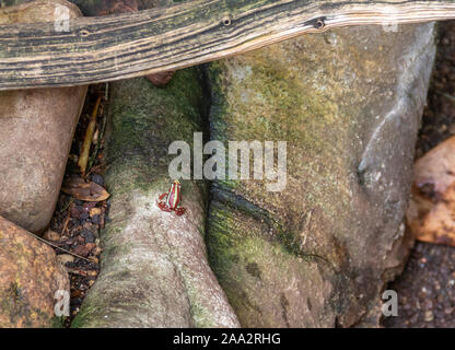 Anthonys poison arrow frog on a bough Stock Photo