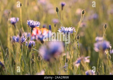 Cornflowers in the field at sunset. Stock Photo