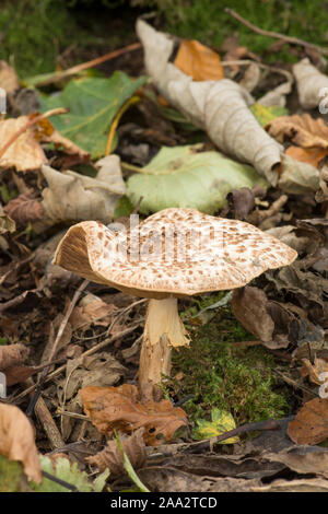 toadstool, probably Freckled Dapperling, Echinoderma asperum, Lepiota aspera, Lepiota friesii, Cystolepiota aspera, toadstool, Sussex, UK. Stock Photo