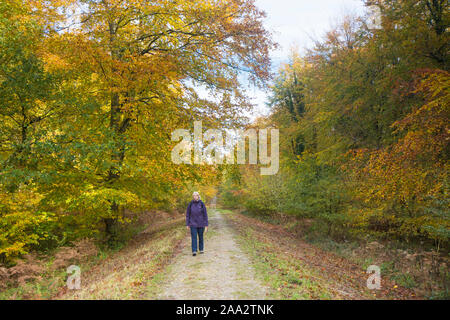 woman walking along Stane Street, Roman Road, Eartham Wood, Common Beech trees in autumn colours, Sussex, UK, South Downs National Park. November Stock Photo