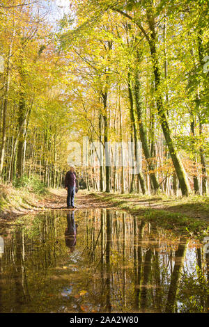 Woman walking after rain, puddles and flooded path. reflections of her and of trees in puddles of water. Eartham Wood, Sussex, UK, November. Stock Photo