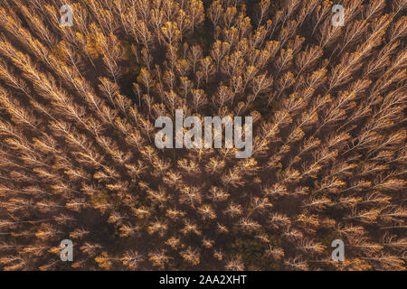 Autumn aspen tree forest from drone pov, beautiful abstract background of wooded area aerial view Stock Photo