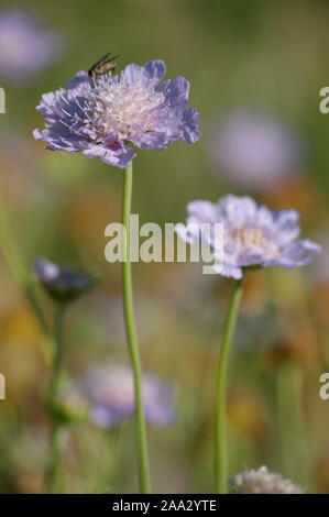 Scabiosa graminifolia,Grasblaettrige Skabiose,Grass-Leaved Scabious Stock Photo