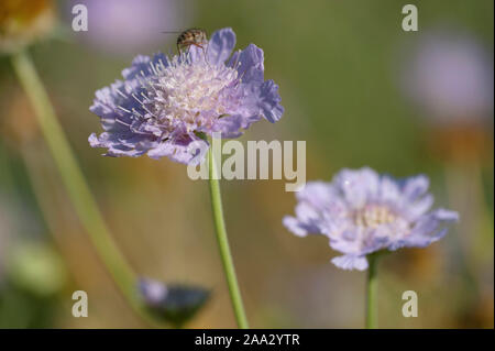 Scabiosa graminifolia,Grasblaettrige Skabiose,Grass-Leaved Scabious Stock Photo