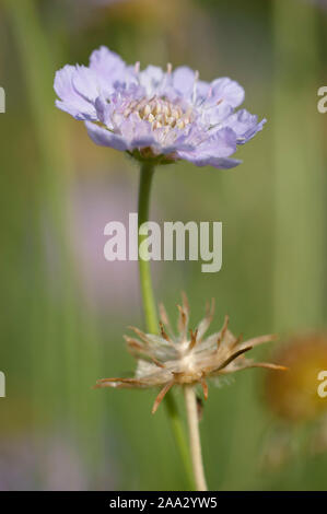 Scabiosa graminifolia,Grasblaettrige Skabiose,Grass-Leaved Scabious Stock Photo