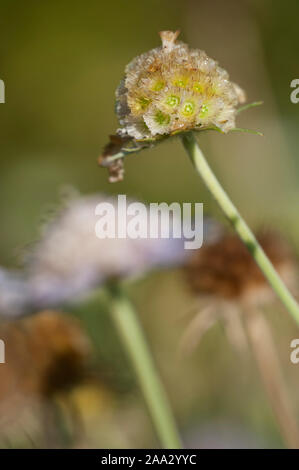 Scabiosa graminifolia,Grasblaettrige Skabiose,Grass-Leaved Scabious Stock Photo