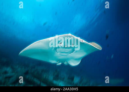 Pink Whipray, Pateobatis fai, North Male Atoll, Indian Ocean, Maldives Stock Photo