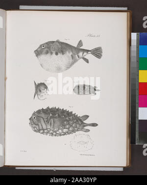 178. The Common Puffer (Tetraodon turgidus). 179. The Small Globe-fish (Acanthosoma catinatum). 180. The Hairy Balloon-fish (Diodon pilosus). 181. The Unspoted Balloon-fish (D. fuliginosus).; 178. The Common Puffer (Tetraodon turgidus). 179. The Small Globe-fish (Acanthosoma catinatum). 180. The Hairy Balloon-fish (Diodon pilosus). 181. The Unspoted Balloon-fish (D. fuliginosus). Stock Photo
