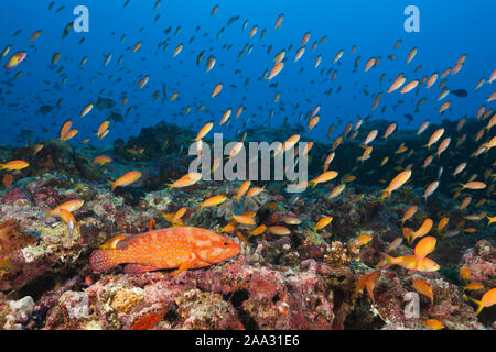 Coral Grouper in Coral Reef, Cephalopholis miniata, South Male Atoll, Indian Ocean, Maldives Stock Photo