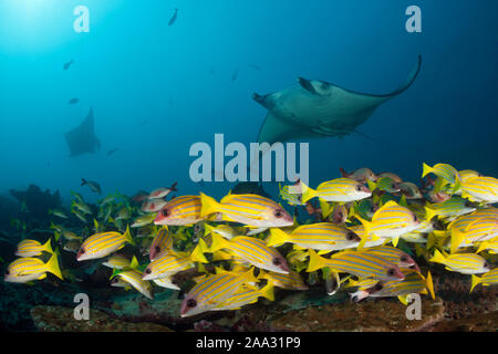 Reef Manta Ray, Manta alfredi, Ari Atoll, Indian Ocean, Maldives Stock Photo