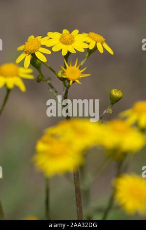 Senecio vernalis,Fruehlings-Greiskraut,Senecio vernalis Stock Photo