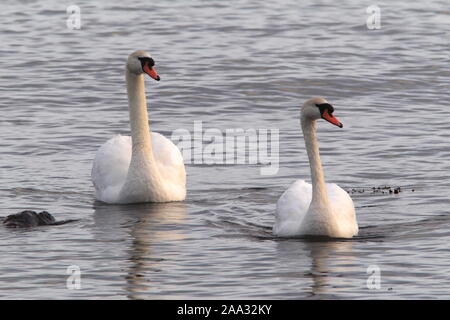 MUTE SWAN (Cygnus olor) pair swimming in the sea, Scotland, UK. Stock Photo