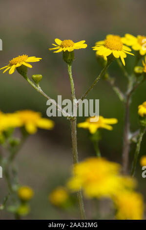 Senecio vernalis,Fruehlings-Greiskraut,Senecio vernalis Stock Photo