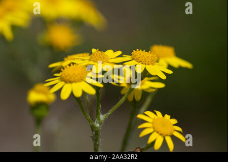 Senecio vernalis,Fruehlings-Greiskraut,Senecio vernalis Stock Photo