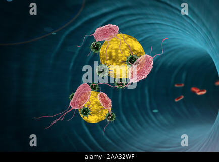 Human Immune System attack the virus, viruses, white blood cells inside the blood vessel, Red and white blood cells in artery Stock Photo