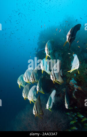 Shoal of Longfin Batfish, Platax teira, South Male Atoll, Indian Ocean, Maldives Stock Photo