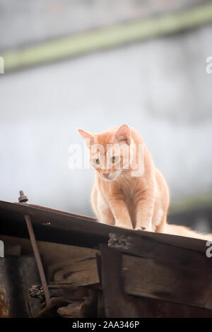 Cute Gold color Abyssinian cat spotted in hunting mood on the roof of a residential building. Black aggressive Cat's Eyes looking in attention to sati Stock Photo