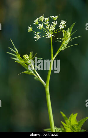 Sium latifolium,Grosser Merk,Greater Water Parsnip Stock Photo