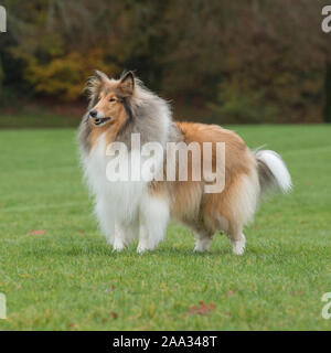 rough collie dog Stock Photo
